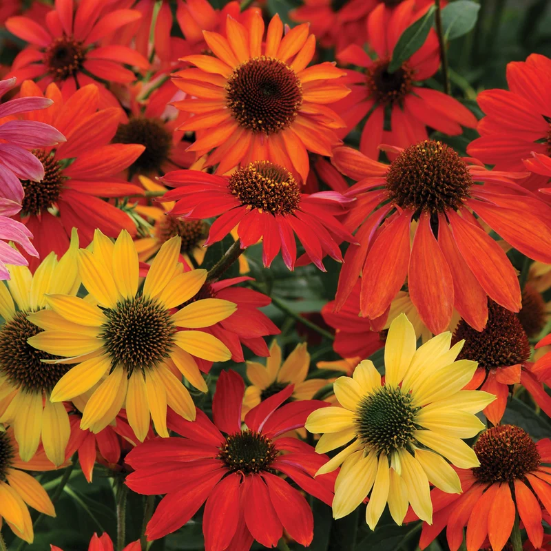 Sonnenhut 'Cheyenne Spirit'