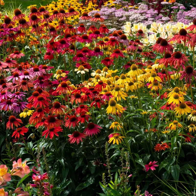 Sonnenhut 'Cheyenne Spirit'