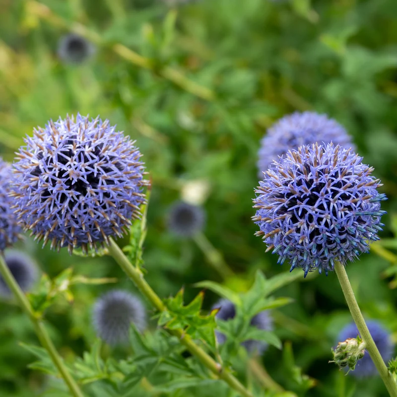 Kugeldistel 'Blue Globe'