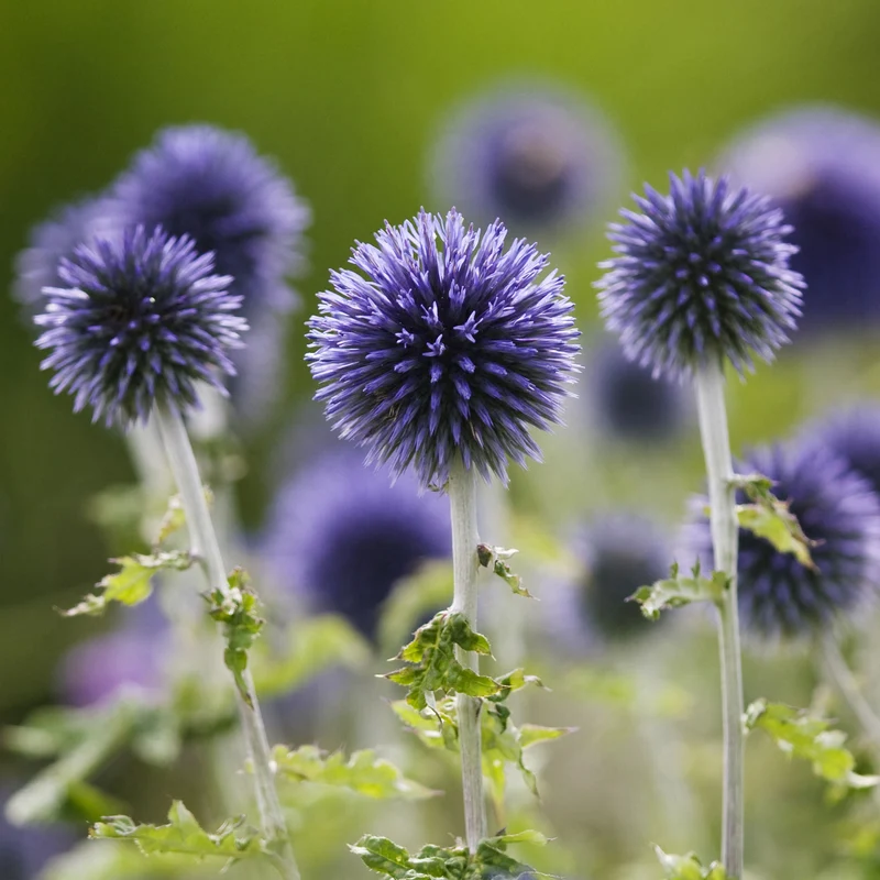 Kugeldistel 'Blue Globe'