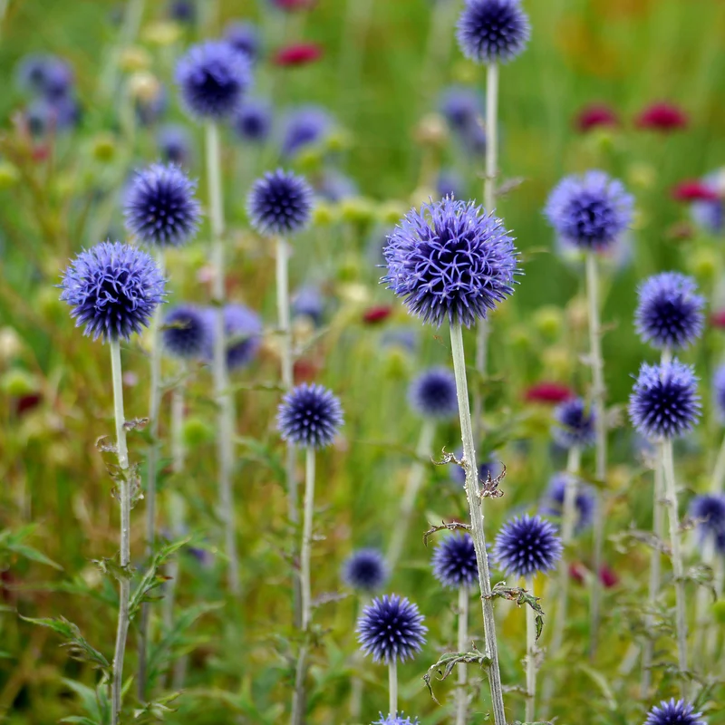 Kugeldistel 'Blue Globe'