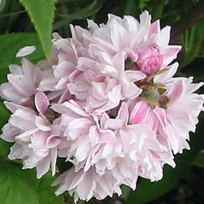 Deutzie 'Mont Rose'