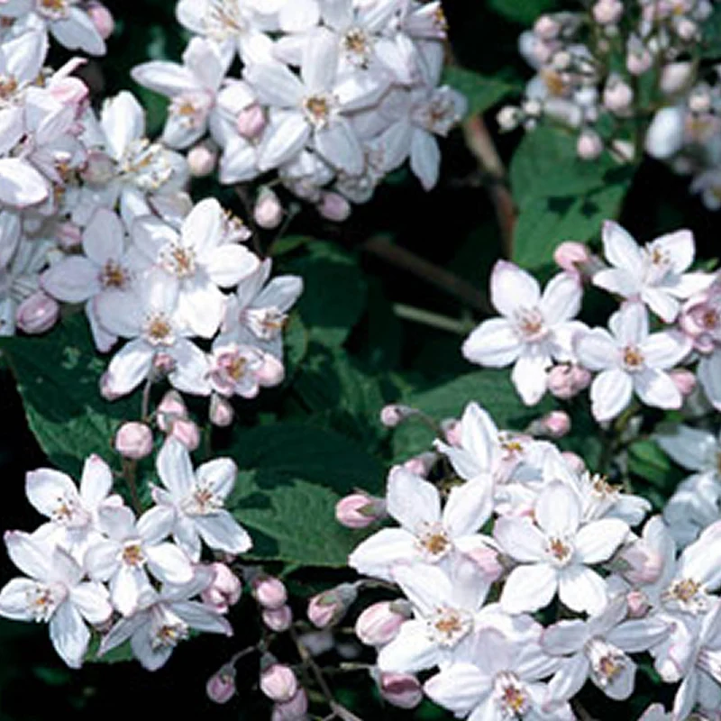 Deutzie 'Mont Rose'