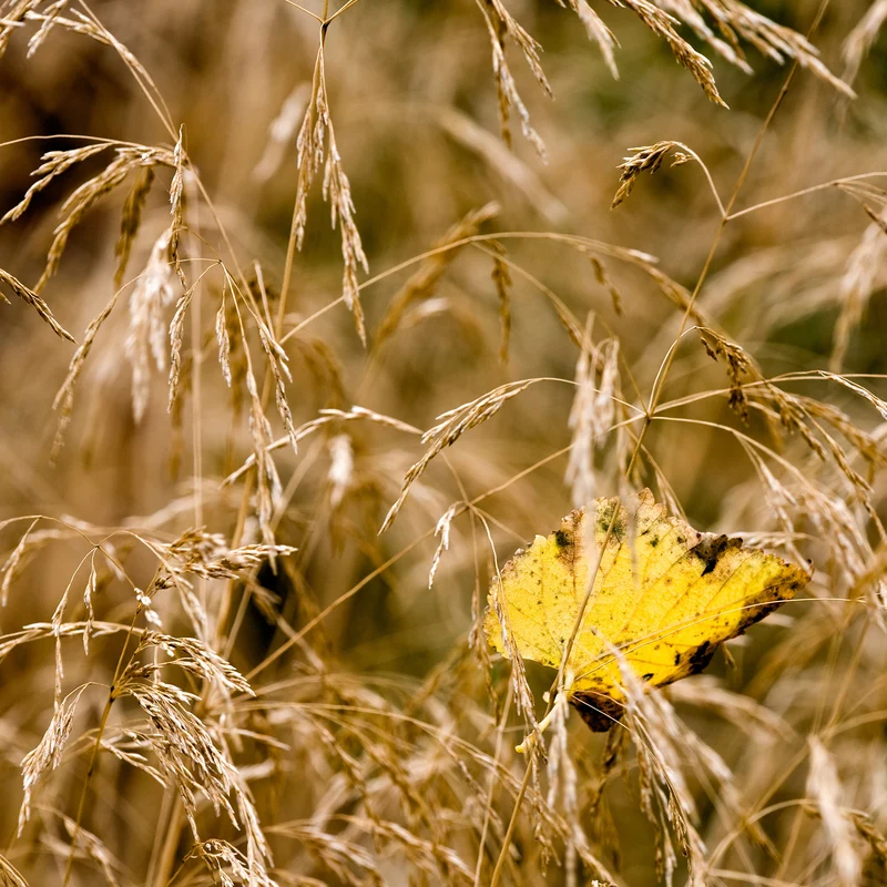 Waldschmiele 'Goldtau'