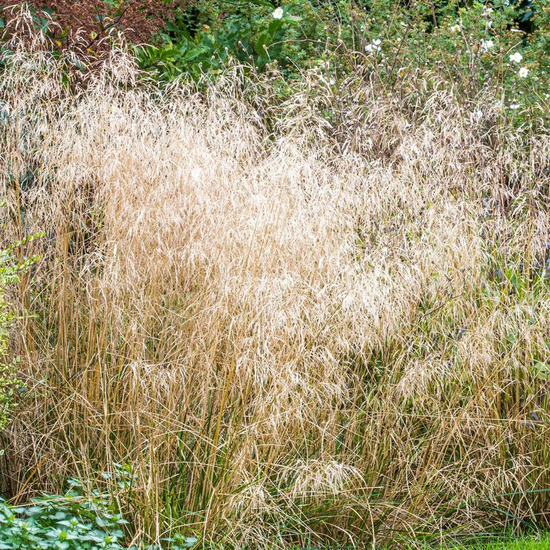 Waldschmiele 'Goldtau'