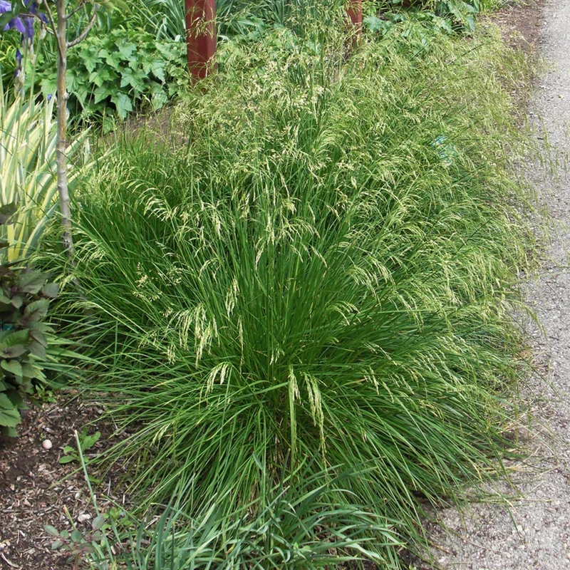 Waldschmiele 'Goldtau'