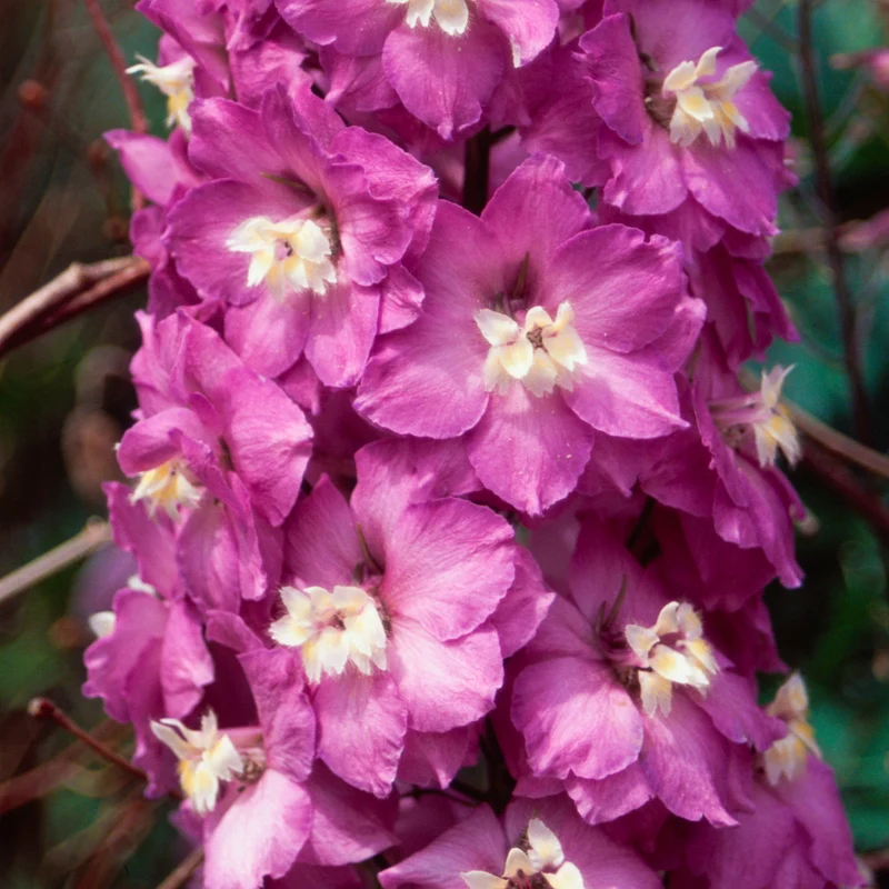 Rittersporn 'Strawberry Fair'