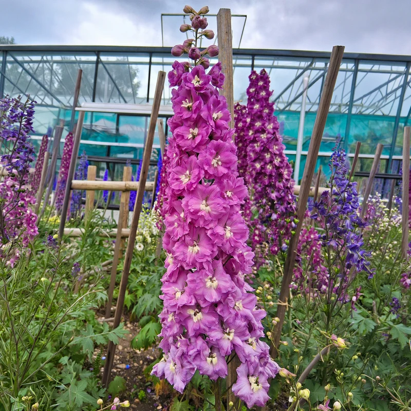 Rittersporn 'Strawberry Fair'