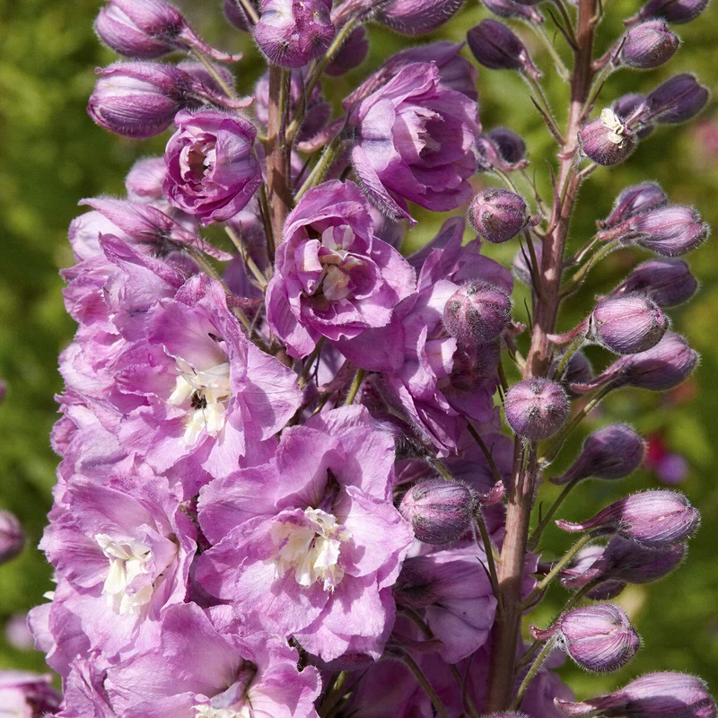 Rittersporn 'Strawberry Fair'