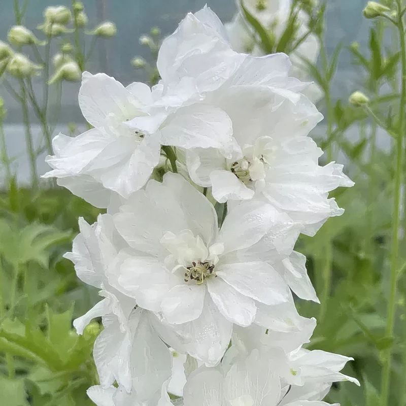 Rittersporn 'Moonbeam'