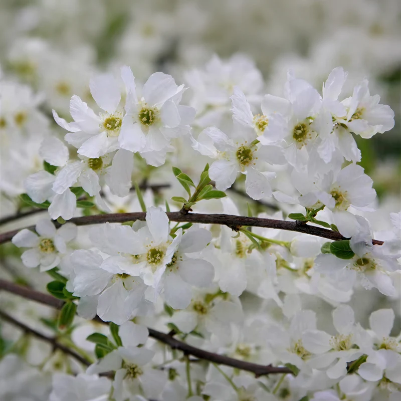 Rittersporn 'Moonbeam'