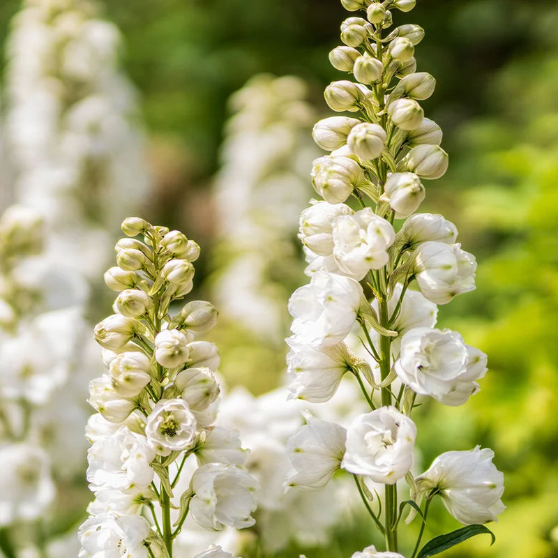 Rittersporn 'Moonbeam'