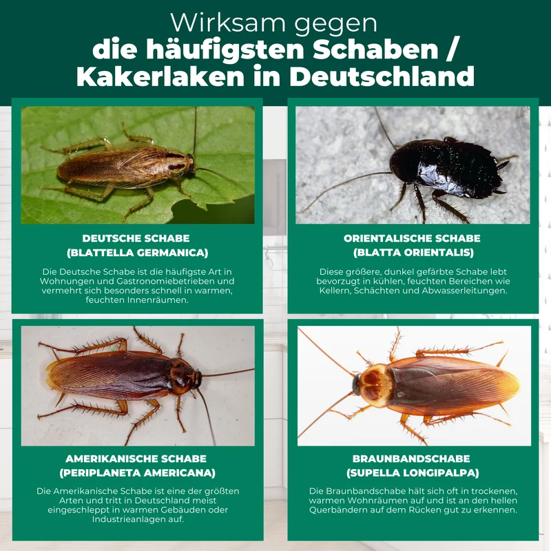 Kakerlaken/Schaben Falle – Universal-Klebefalle mit Lockstoff
