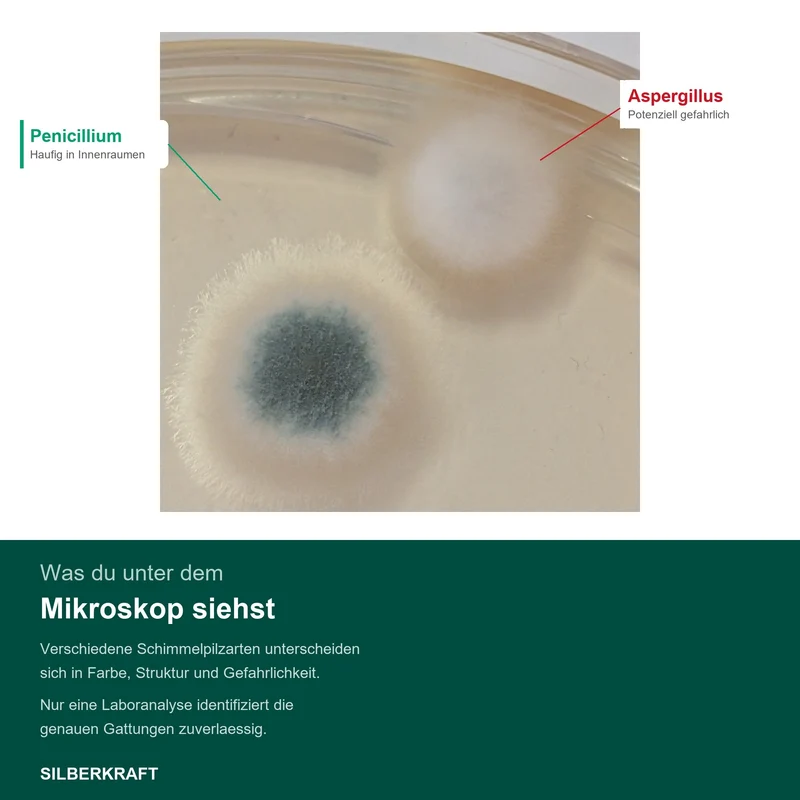Schimmeltest Komplett-Set inkl. Laboranalyse | 3-fach Test für Raumluft & Oberflächen Raulufttest