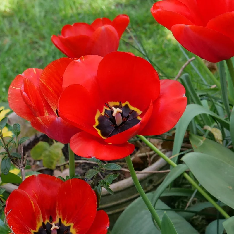 Tulpe 'Apeldoorn'