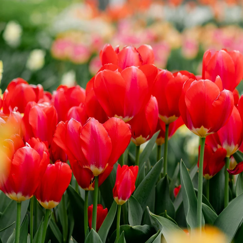 Tulpe 'Apeldoorn'