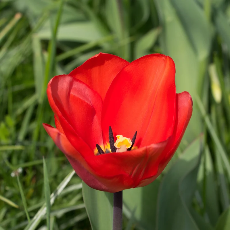 Tulpe 'Apeldoorn'