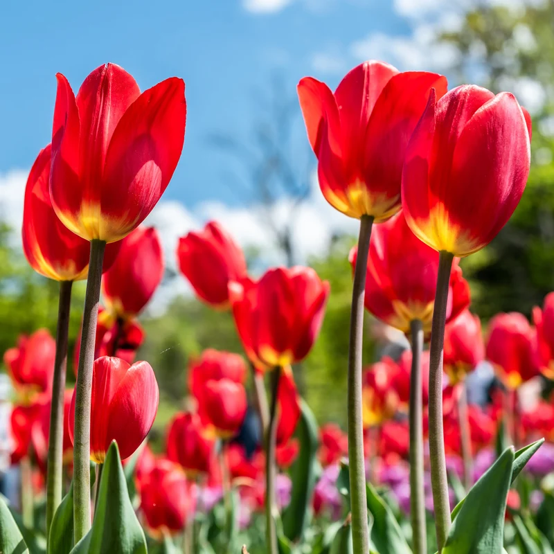 Tulpe 'Apeldoorn'