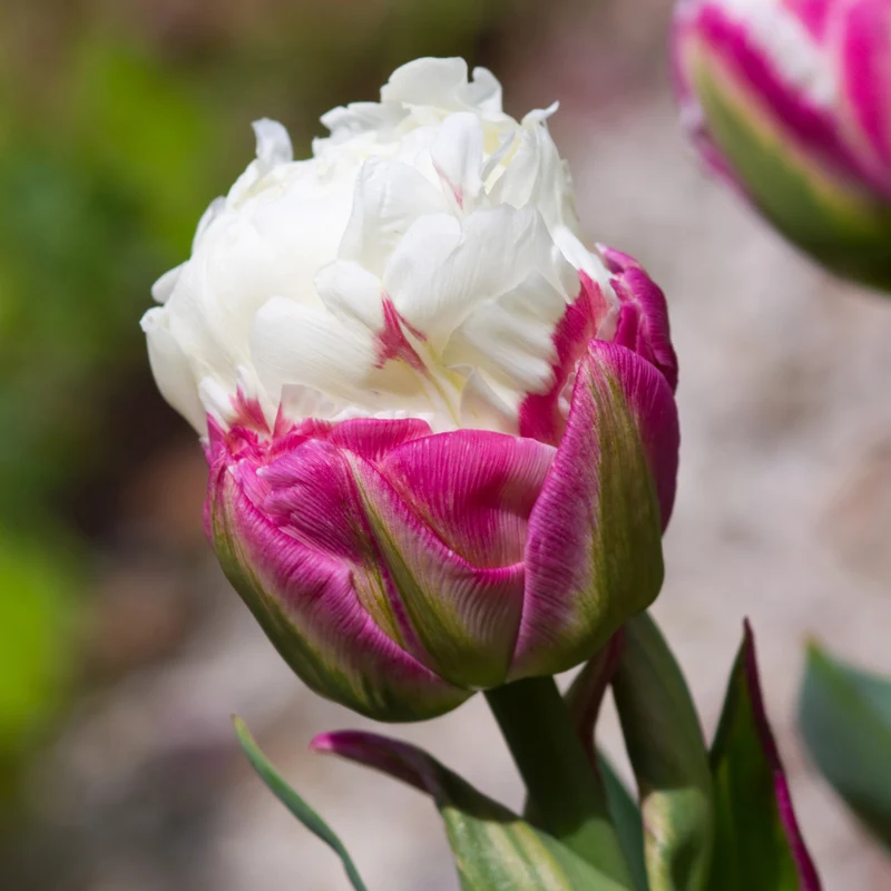 Tulpe 'Ice Cream'