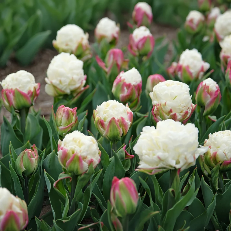 Tulpe 'Ice Cream'