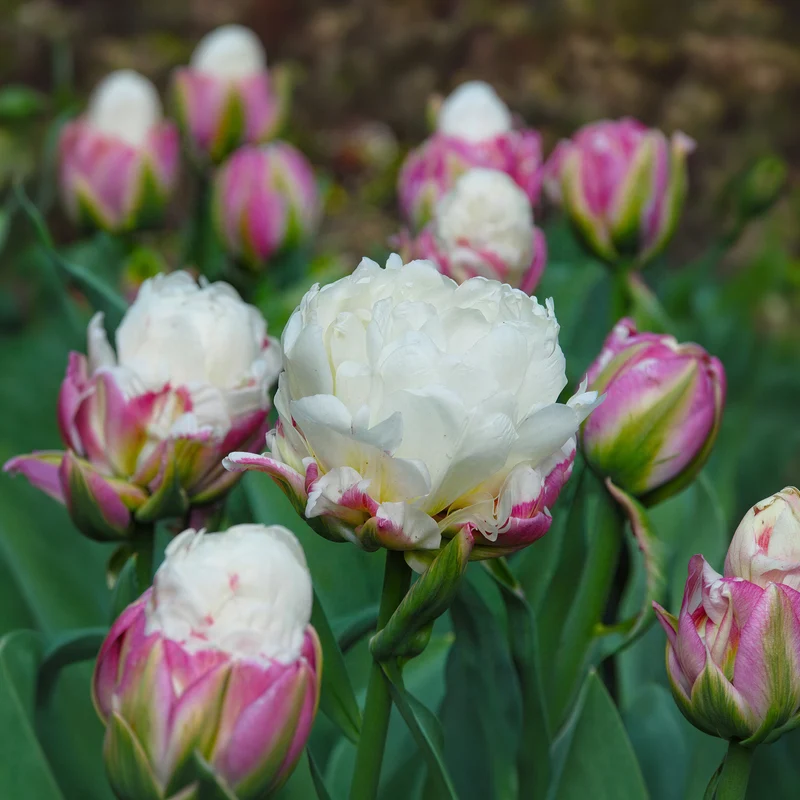 Tulpe 'Ice Cream'