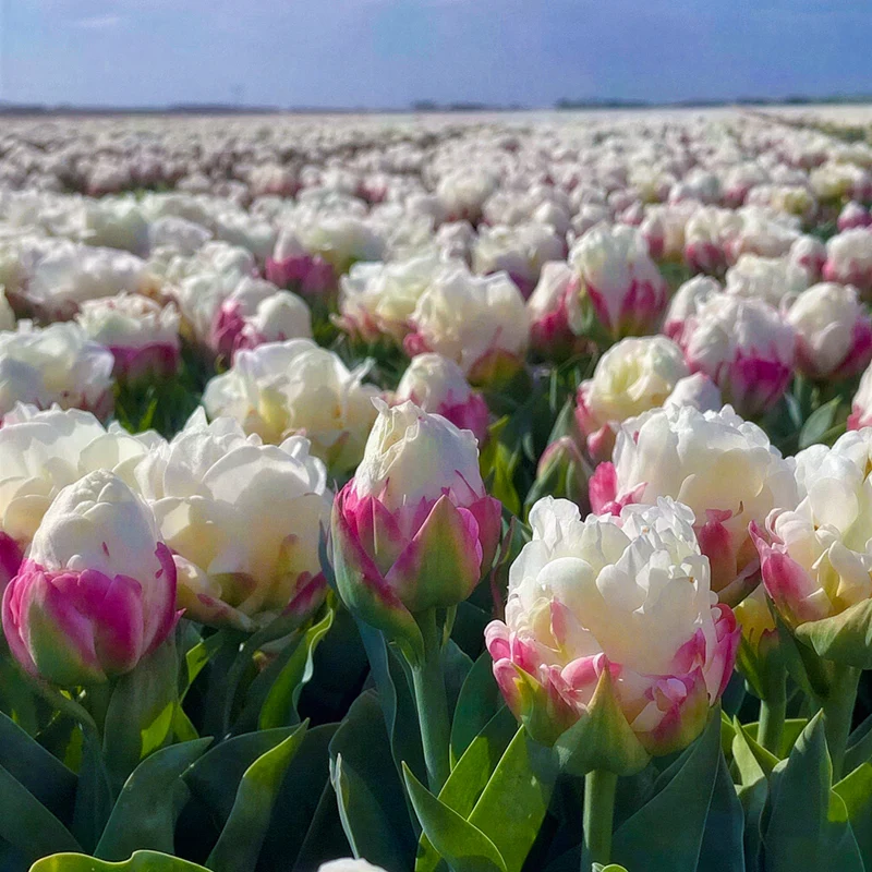 Tulpe 'Ice Cream'