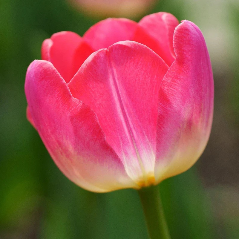 Tulpe 'Van Eijk'