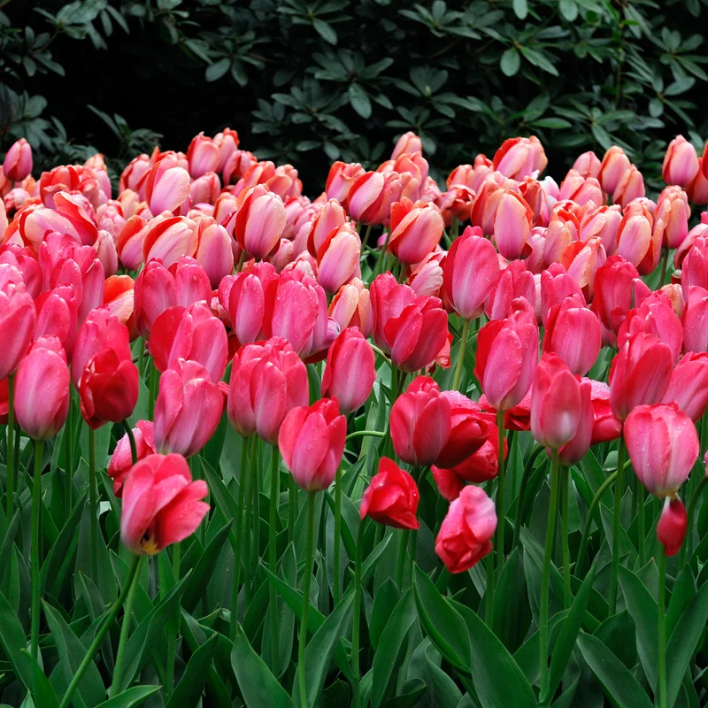 Tulpe 'Van Eijk'