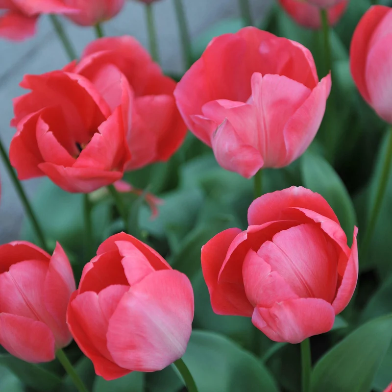 Tulpe 'Van Eijk'