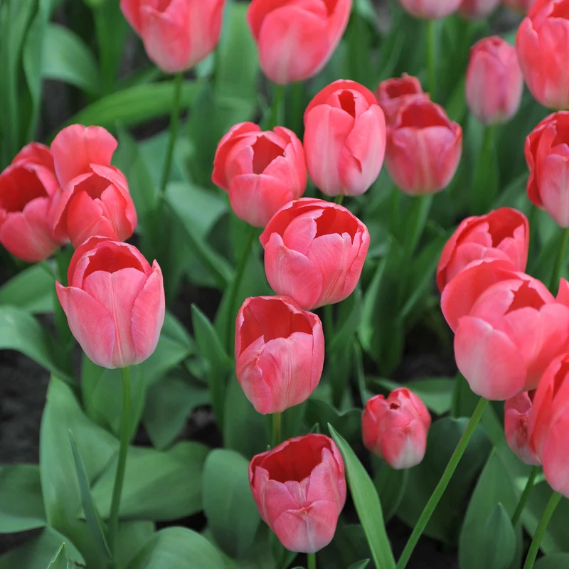 Tulpe 'Van Eijk'
