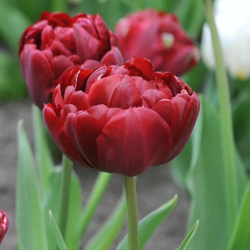 Tulpe 'Uncle Tom'