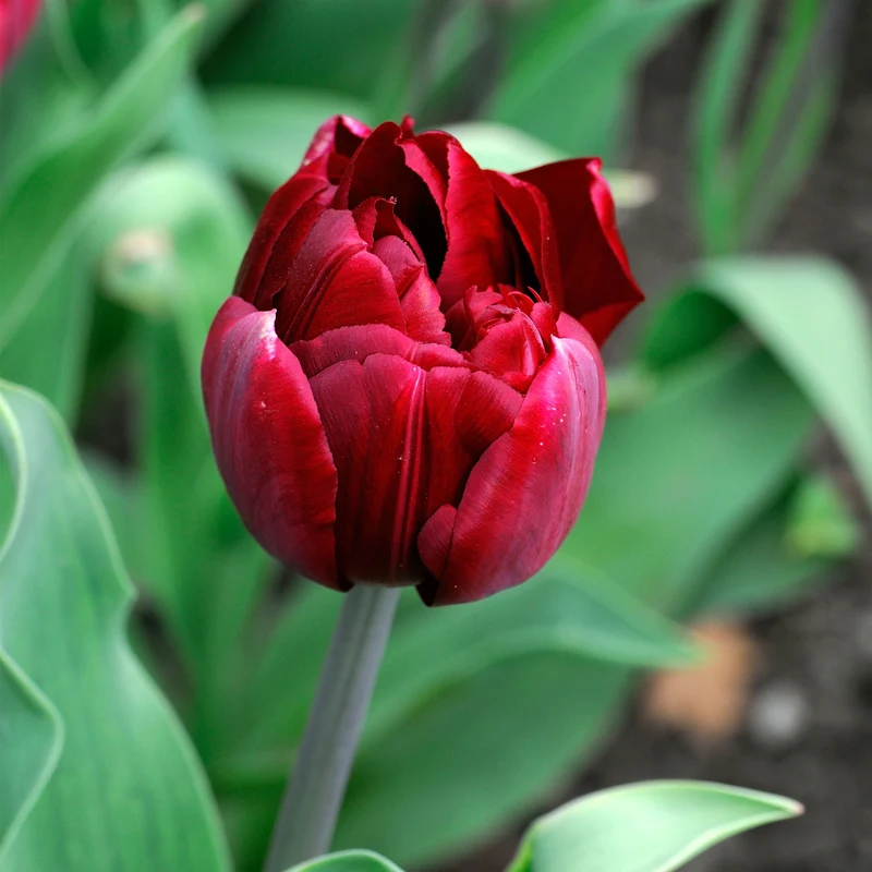 Tulpe 'Uncle Tom'