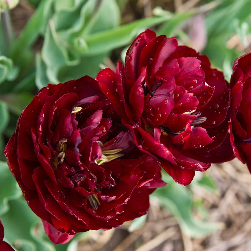 Tulpe 'Uncle Tom'