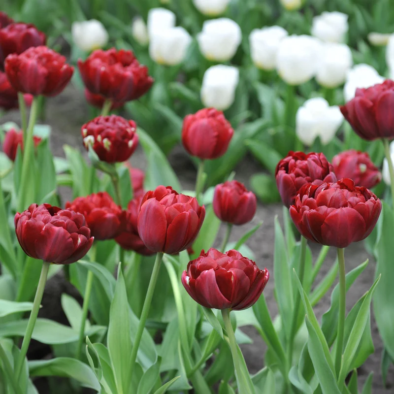Tulpe 'Uncle Tom'
