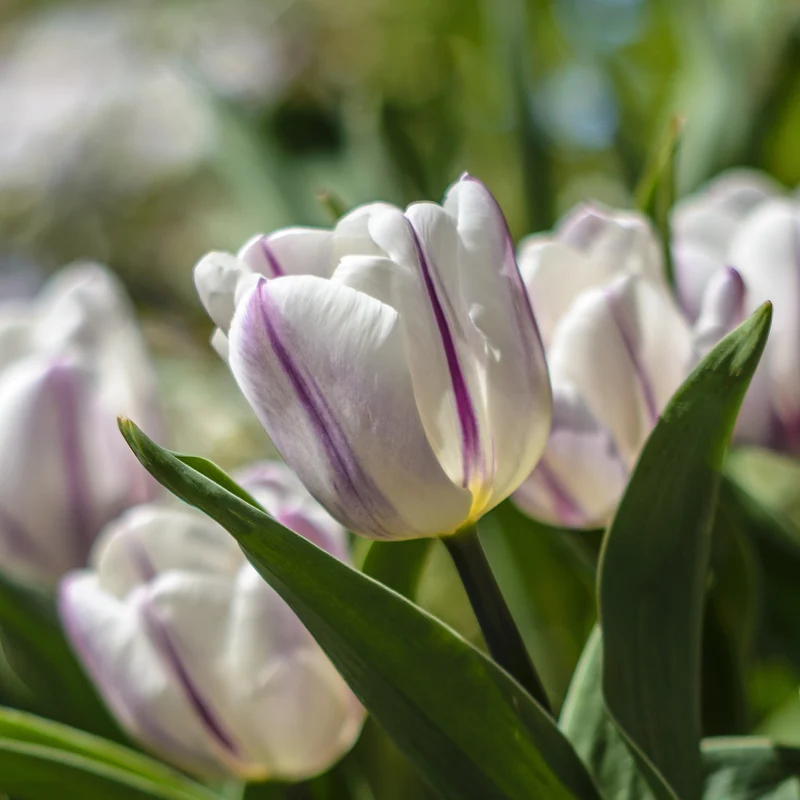 Tulpe 'Flaming Flag'