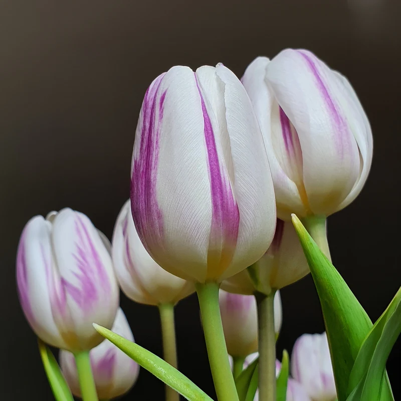 Tulpe 'Flaming Flag'