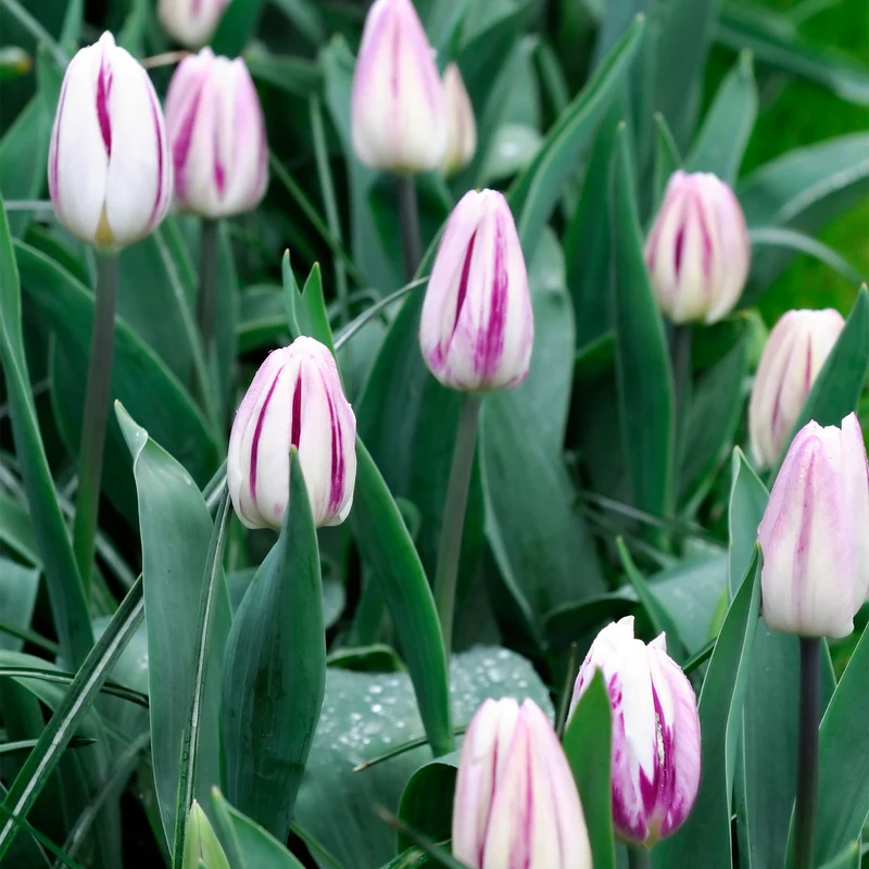 Tulpe 'Flaming Flag'