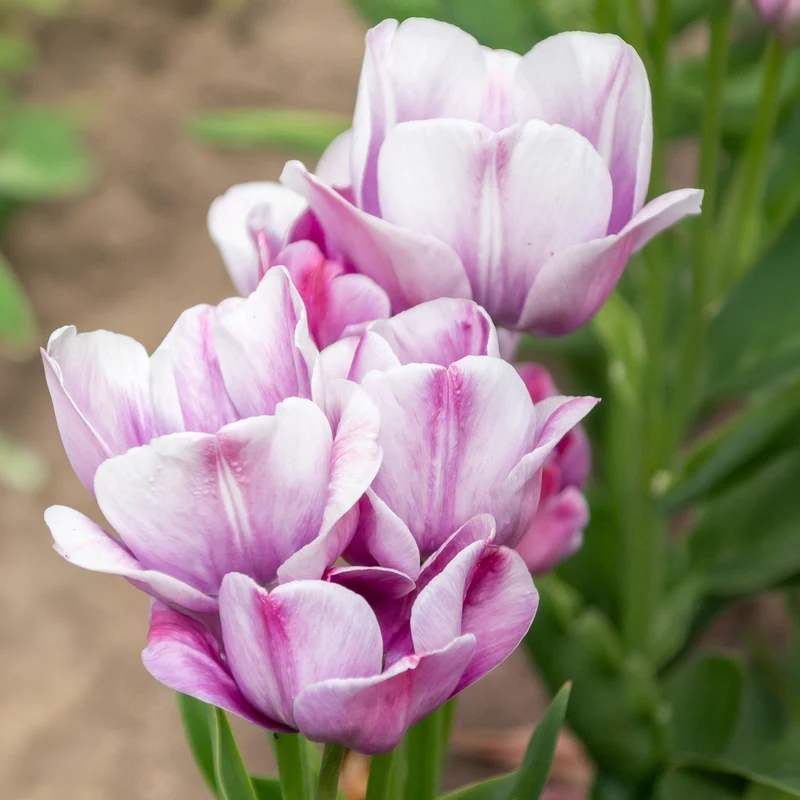 Tulpe 'Flaming Flag'