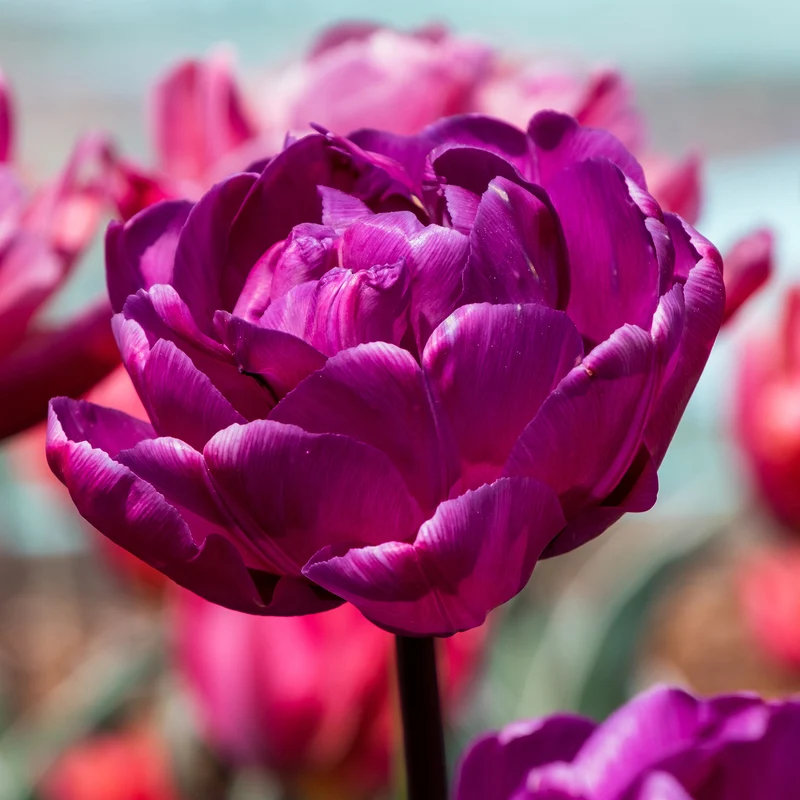 Tulpe 'Negrita Double'