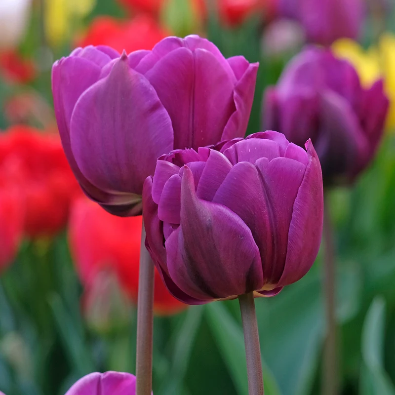 Tulpe 'Negrita Double'