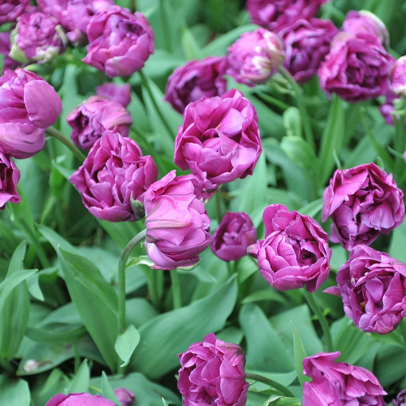 Tulpe 'Negrita Double'