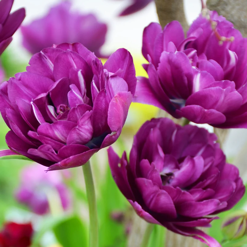 Tulpe 'Negrita Double'