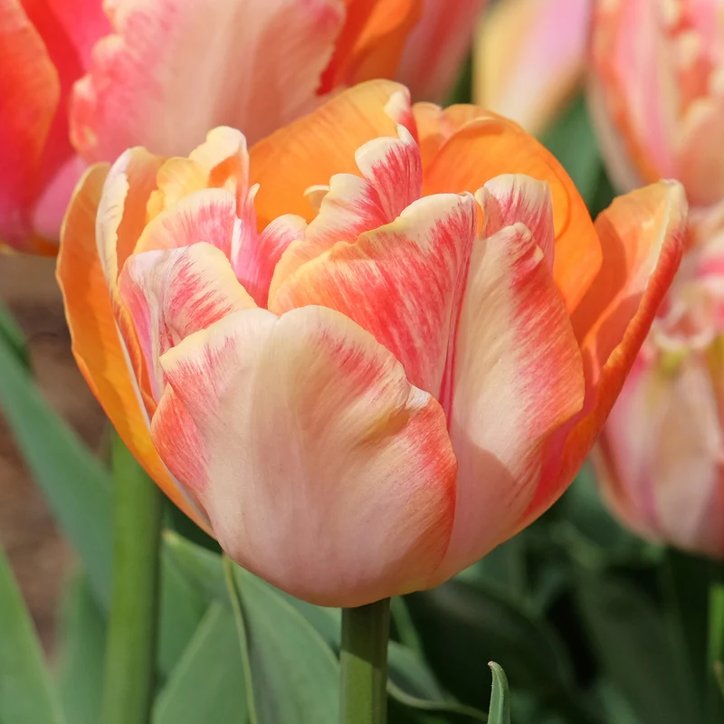 Tulpe 'Creme Upstar'