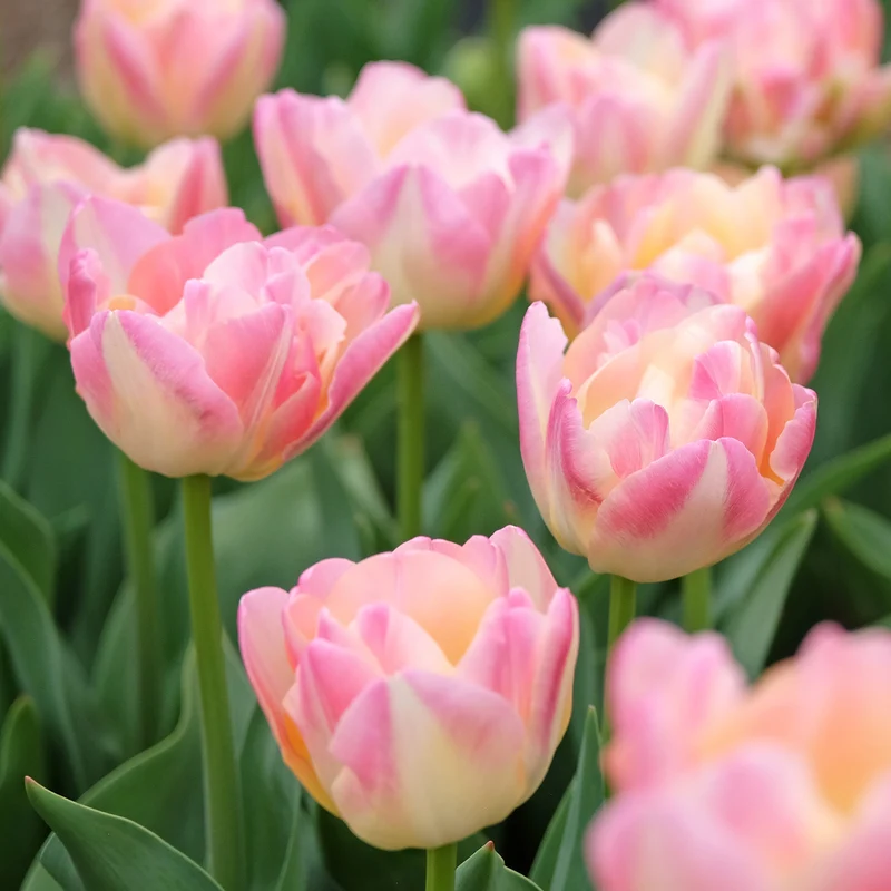Tulpe 'Creme Upstar'