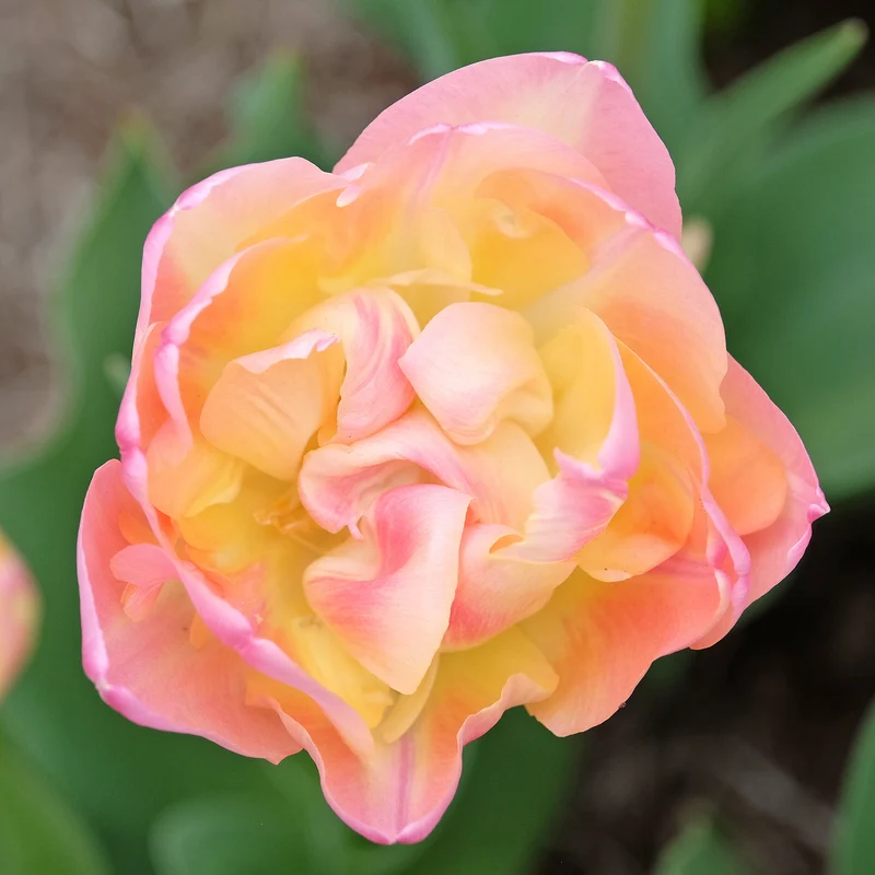 Tulpe 'Creme Upstar'