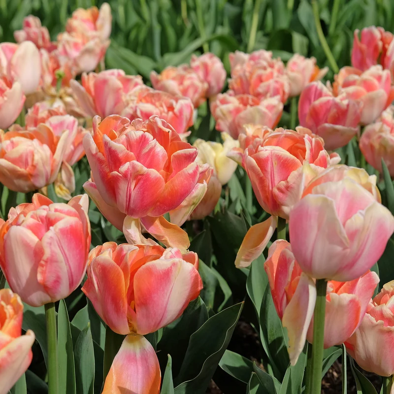 Tulpe 'Creme Upstar'