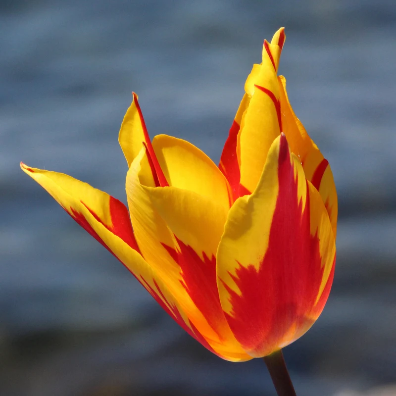 Tulpe 'Firework'