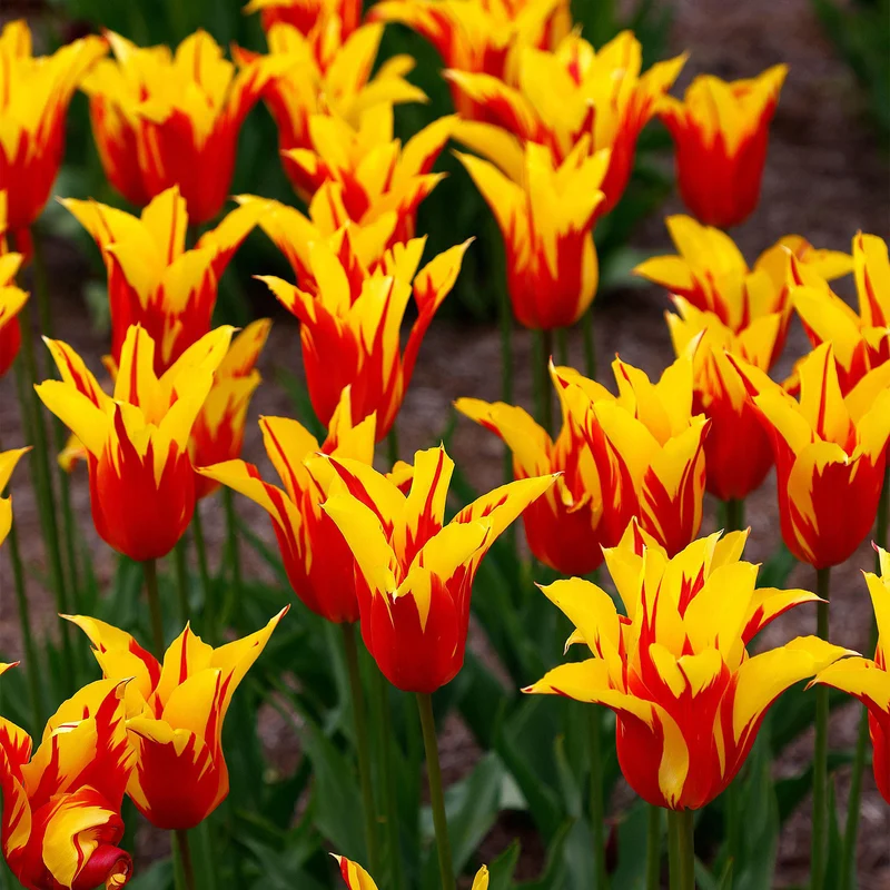 Tulpe 'Firework'