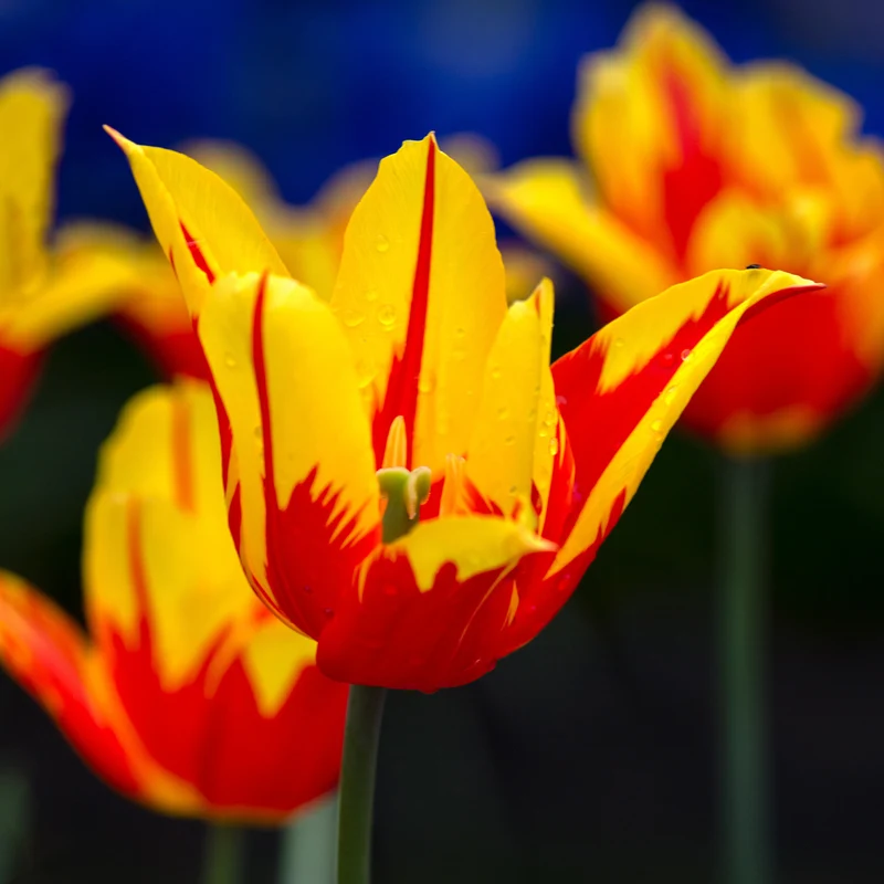 Tulpe 'Firework'