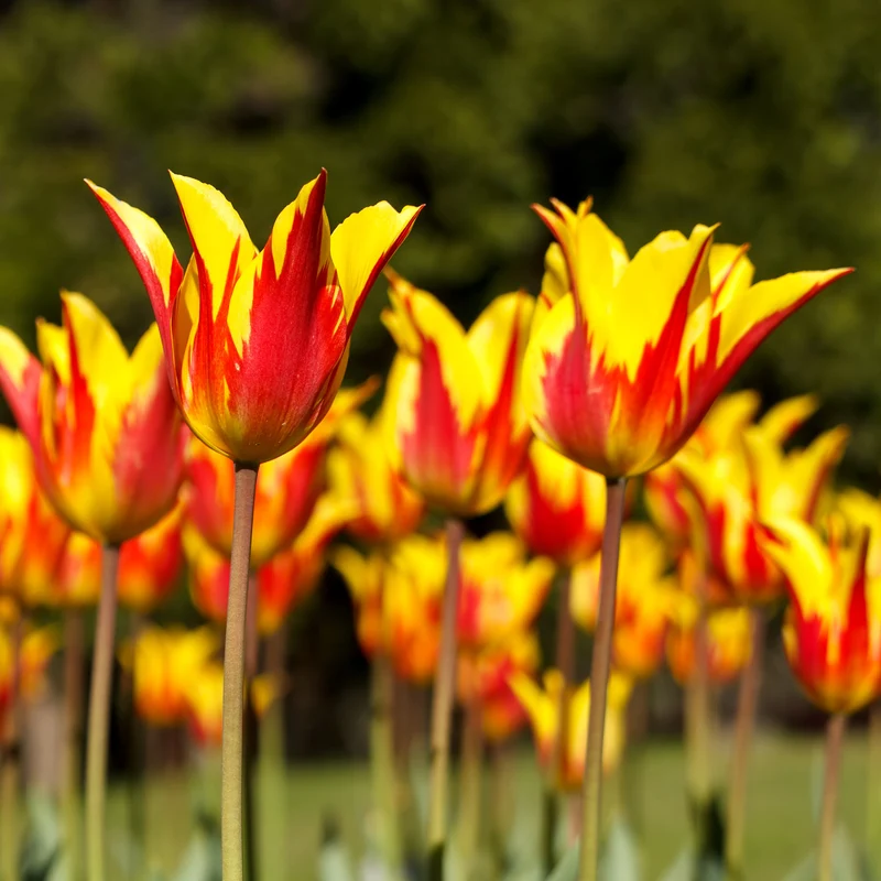 Tulpe 'Firework'